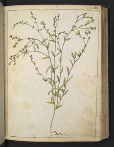 Ranunculus bulbosus: Uma planta com flores amarelas, de "Paintings of Flora of the Roman States" de Gherardo Cibo, Add MS 22333, f088r, c.1564-84 (aguarela e guache sobre papel) de Gherardo Cibo