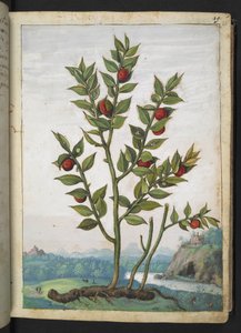 Ruscus aculeatus: Uma planta com frutos vermelhos, de "Pinturas da Flora dos Estados Romanos" de Gherardo Cibo, Adicionar MS 22333, f023r, c.1564-84 (aquarela e guache sobre papel)