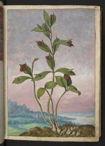 Ruscus hypoglossum: Uma planta com frutos vermelhos, de "Pinturas da Flora dos Estados Romanos" de Gherardo Cibo, Adicionar MS 22333, f024r, c.1564-84 (aquarela e guache sobre papel)