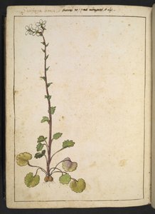 Saxifraga bianca, flor alpina com pétalas brancas, das "Pinturas da Flora dos Estados Romanos" de Gherardo Cibo, Acrescentar MS 22333, f180v, c.1564-84 (aguarela e guache sobre papel) de Gherardo Cibo