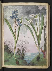 Scilla bifolia e Galanthus nivalis, de "Pinturas da Flora dos Estados Romanos" de Gherardo Cibo, Acrescentar MS 22333, f035r, c.1564-84 (aquarela e guache sobre papel)