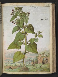 Scrophularia peregrina, de "Pinturas da Flora dos Estados Romanos" de Gherardo Cibo, Acrescentar MS 22333, f133r, c.1564-84 (aquarela e guache sobre papel) de Gherardo Cibo