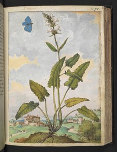 Stachys officinalis, de "Paintings of Flora of the Roman States" de Gherardo Cibo, Add MS 22333, f093r, c.1564-84 (aguarela e guache sobre papel)