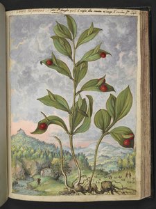 Streptopus amplexifolius (Stalk torcido), de "Pinturas de Flora dos Estados Romanos" de Gherardo Cibo, Add MS 2233, f135r, c.1564-84 (aguarela e guache sobre papel) de Gherardo Cibo