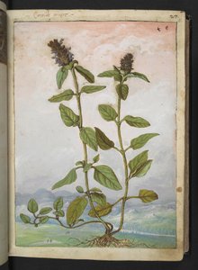 Symphytum bulbosum (Bulbous Comfrey), de "Paintings of Flora of the Roman States" de Gherardo Cibo, Add MS 22333, f031r, c.1564-84 (aguarela e guache sobre papel) de Gherardo Cibo