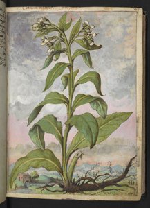 Symphytum officinale (Comfrey), de "Paintings of Flora of the Roman States" de Gherardo Cibo, Add MS 22333, f029r, c.1564-84 (aguarela e guache sobre papel) de Gherardo Cibo