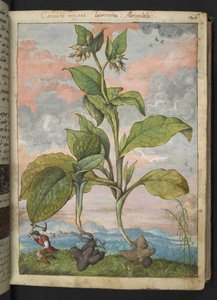 Symphytum tuberosum, de "Paintings of Flora of the Roman States" de Gherardo Cibo, Add MS 22333, f030r, c.1564-84 (aguarela e guache sobre papel) de Gherardo Cibo