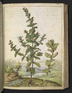 Teucrium scordium, de "Pinturas da Flora dos Estados Romanos" de Gherardo Cibo, Acrescentar MS 22333, f105r, c.1564-84 (aquarela e guache sobre papel) de Gherardo Cibo