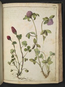 Trifolium incarnatum & Trifolium pratens, de "Pinturas de Flora dos Estados Romanos" de Gherardo Cibo, Add MS 22333, f151r, c.1564-84 (aguarela & guache sobre papel) de Gherardo Cibo