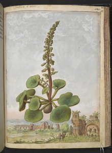 Umbilicus rupestris (Navelwort): Planta de floração comestível, de "Pinturas de Flora dos Estados Romanos" de Gherardo Cibo, Acrescente MS 22333, f162r, c.1564-84 (aguarela e guache sobre papel)