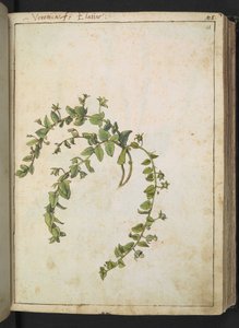 Verônica, de "Pinturas da Flora dos Estados Romanos" de Gherardo Cibo, Acrescentar MS 22333, f048r, c.1564-84 (aquarela e guache sobre papel) de Gherardo Cibo
