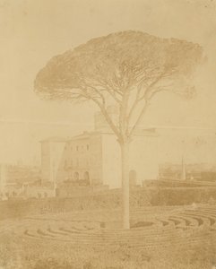 [Árvore no jardim formal fora do Palazzo], 1860s-70s.