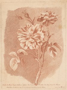 Bloemen
Estudo da Flor da Natureza desenhado por Roy