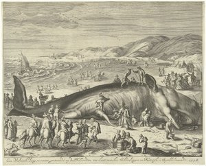 Baleia encalhada perto de Berckhey, 1598
Uma baleia com 70 pés de comprimento, encalhada na costa marítima holandesa, entre Schevelingen e Katwyk, em Sprokkelmaandt, 1598 (título sobre o objecto) de Gilliam van der Gouwen