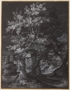 Cena de floresta