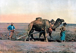 Trabalhadores agrícolas arando com um camelo, Cáucaso, c1890.
