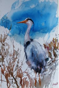 Aquarela Garça-azul de Giorgio Gosti