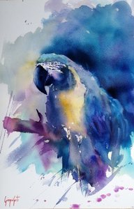Arara-azul-vibrante de Giorgio Gosti