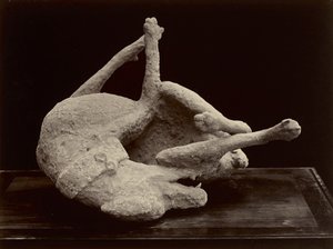 Dog, Pompeii, c.1870 (impressão em prata albúmen de negativo de vidro)