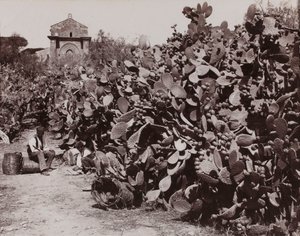 «Palermo. Figos-da-Índia» [Palermo. Colheita de figos-da-Índia] de Giorgio Sommer