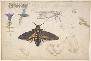 Estudos de uma genciana, mariposa, pássaros, gatos, motivo entrelaçado e trastes gregos reto..., 1530-40. de Giorgio di Giovanni