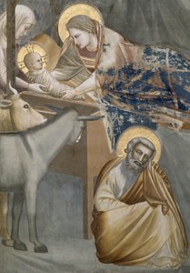 A Natividade, detalhe da Virgem e do Menino, o burro e José, 1303-05 (pós restauração) de Giotto di Bondone