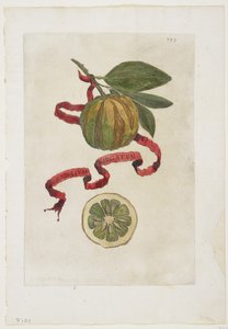 Aurantium Virgatum, de Hespérides, 1646 de Giovanni Battista Ferrari