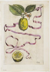 Os Limonis laranja mesmo Effigle, de Héspero, 1646 de Giovanni Battista Ferrari