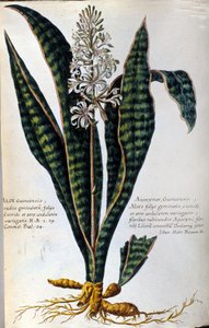 Aloe. Plantas medicinais. Gravura - em "História botânica prática, ou a nomenclatura, descrição e virtudes das plantas, que pertencem ao uso da medicina..." de Giovanni Battista Morandi