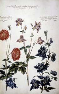Tábua botânica: três tipos de Ancólias (Aquilegia) - Em "" História botânica prática, ou de plantas relevantes para o uso de meios, nomenclatura, descrição e virtudes..."" de Giovanni Battista Morandi (? - 1761) de Giovanni Battista Morandi