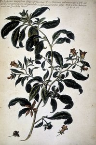 Carta botânica: Belladona (Belladona Majoribus Folys) - Em 