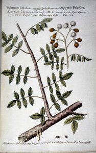 Opobalsamum (ramo com seve) - Em "Historia botanica pratica, seu plantarum, quae ad usum medianae relevant, nomenclatura, descriptio et virtutes..." de Giovanni Battista Morandi (? - 1761) de Giovanni Battista Morandi