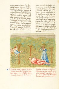 Decameron, A planta sábia - Morte de Pasquino , Quarto dia, conto 7. de Giovanni Boccaccio