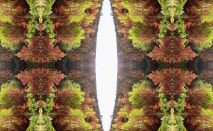 Não-natural 81 (foto manipulada digitalmente) de Giovanni Cafagna