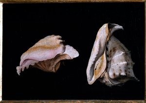 Duas conchas (Natureza morta com conchas do mar) Pintura de Filippo Napoletano (1587-1629) 1618 Dim 39x56 cm Florença, palazzo Pitti
