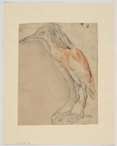 Garça, reto (giz no papel) de Giovanni da Udine (after)