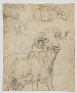 Carneiro e búfalo, verso (desenho a giz e aquarela) de Giovanni da Udine (after)