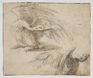 Dois cisnes, recto (giz e desenho aquarelado) de Giovanni da Udine (after)