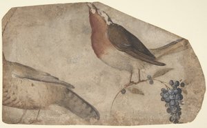 Bird Eating Grapes reto, Tigresa verso, 1487-1564.