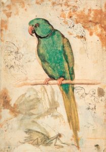 Papagaio verde e desenhos de papagaios e louva-a-deus