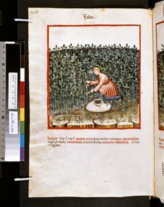 Theatrum sanitatis de Ububchasym de Baldach: "Faba", primeira década do século XIV (miniatura)