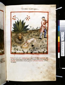 Theatrum sanitatis de Ububchasym de Baldach: "Fructus Mandragorae", primeira década do século XIV (miniatura)
