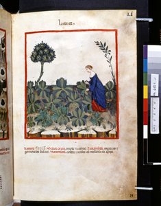 Theatrum sanitatis de Ububchasym de Baldach: "Lactuce", primeira década do século XIV (miniatura)