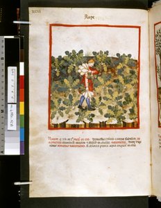Theatrum sanitatis de Ububchasym de Baldach: "Violação", primeira década do século XIV (miniatura)