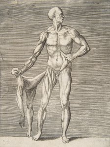 Homem visto de Frente, segurando a Pele do Braço e Perna direitos no Ha..., Século XVI. de Giulio Bonasone