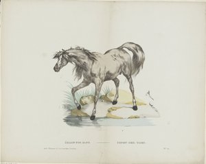 Étalon pur sangrava / Stallion sangue inteiro (título sobre o objecto) de Glenisson and Van Genechten