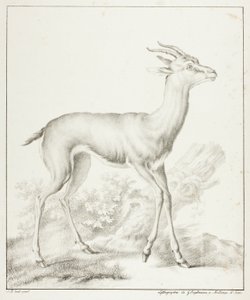Antílope