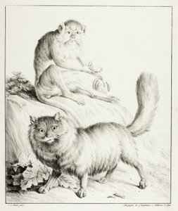 gato e macaco