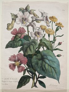 Curso de História Natural, contendo as principais espécies do reino animal ..., 1825. de Gottfried or Godefroy Engelmann