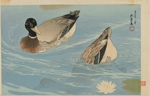 Patos, era de Taisho, agosto de 1920 (impressão em xilogravura a cores)